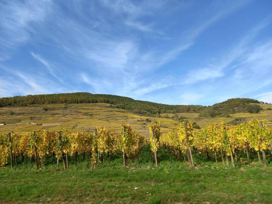 S'Gleina Gleck, In The Heart Of A Wine City, Charmant Studio 1 Piece Et 1 Salle De Bain Kaysersberg-Vignoble Exterior photo